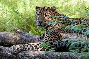 Glance Prints: Javan Leopard (Panthera pardus melas), Java Island, Indonesia