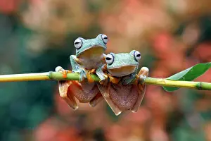 Frog Prints: Two Javan tree frogs on a branch, Indonesia