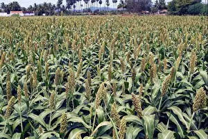 Tamil Nadu Prints: Jawar (sorghum) field in Tamil Nadu, South India, India, Asia