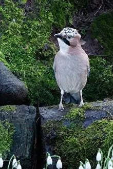 Blue Jay Prints: A Jay perched on a branch in a Scottish forest
