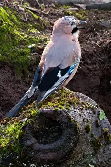 Blue Jay Prints: A Jay perched on a branch in a Scottish forest