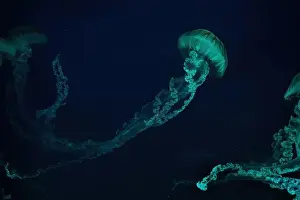 Chrysaora Plocamia Prints: Jellifish South american sea nettle
