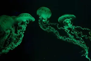 Chrysaora Plocamia Prints: Four Jellifish South american sea nettle