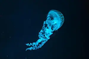 Nettle Prints: Jellifish South american sea nettle
