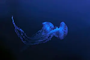 Nettle Prints: Jellifish South american sea nettle
