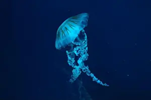 Nettle Prints: Jellifish South american sea nettle