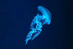 Nettle Prints: Jellifish South american sea nettle