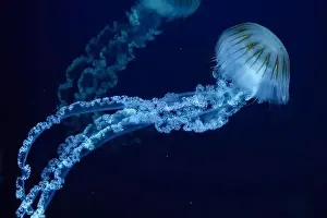 Tentacle Prints: Jellifish South american sea nettle