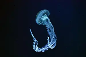 Medusa Prints: Jellifish South american sea nettle