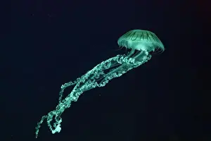 Medusa Prints: Jellifish South american sea nettle