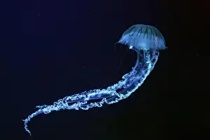 Jellifish South american sea nettle
