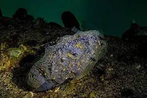 Ballard Prints: Jelly Crust Tunicate, Diplosoma listerianum