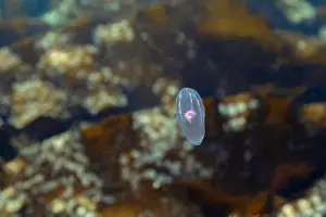 Oregon Coast Prints: Jelly fish in the coast of the Northwest Pacific Ocean
