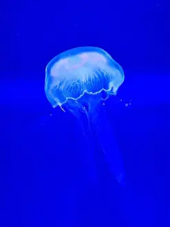 Marine Photography Prints: Jellyfish