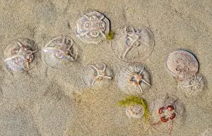 Beachlife Prints: Jellyfish on the beach under the sunlight