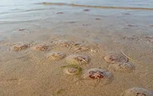 Beachlife Prints: Jellyfish on the beach under the sunlight