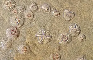 Beachlife Prints: Jellyfish on the beach under the sunlight
