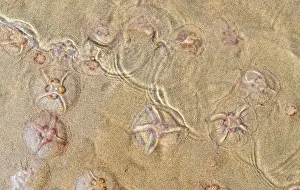 Beachlife Prints: Jellyfish on the beach under the sunlight