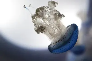 Marin Prints: A jellyfish with a blue body and white tentacles swimming in the water