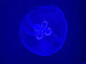 Atlanta Prints: Jellyfish at the Georgia Aquarium