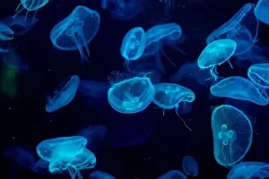 Captivating Prints: jellyfish glowing blue on a dark blue background