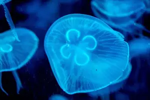 Captivating Prints: jellyfish glowing blue on a dark blue background