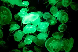 Captivating Prints: jellyfish glowing green on a black background