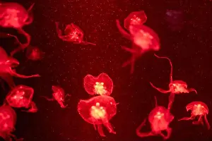 Captivating Prints: jellyfish glowing red on a black background