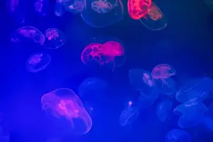 Oceanarium Prints: Jellyfish in their natural habitat