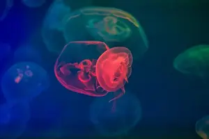 Oceanarium Prints: Jellyfish in their natural habitat