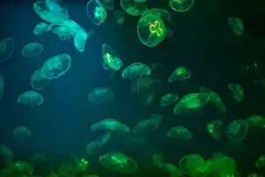 Scalar Prints: Jellyfish in their natural habitat