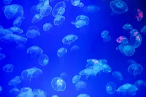 Scalar Prints: Jellyfish in their natural habitat