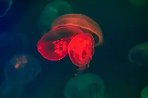 Oceanarium Prints: Jellyfish in their natural habitat