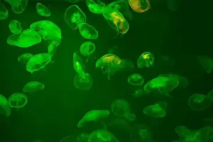 Oceanarium Prints: Jellyfish in their natural habitat