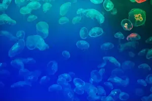 Oceanarium Prints: Jellyfish in their natural habitat