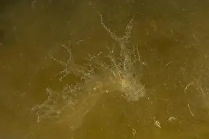 Scorpion Fish Prints: Jellyfish in the Red Sea are colorful and beautiful, Eilat Israel
