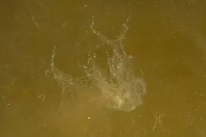 Scorpion Fish Prints: Jellyfish in the Red Sea are colorful and beautiful, Eilat Israel