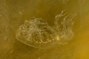 Scorpion Fish Prints: Jellyfish in the Red Sea are colorful and beautiful, Eilat Israel
