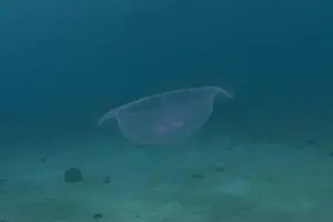 Scorpion Fish Prints: Jellyfish in the Red Sea are colorful and beautiful, Eilat Israel