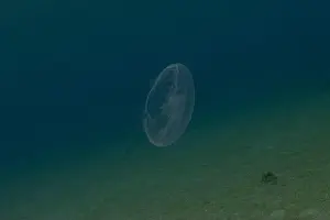 Scorpion Fish Prints: Jellyfish in the Red Sea are colorful and beautiful, Eilat Israel