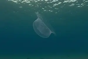 Scorpion Fish Prints: Jellyfish in the Red Sea are colorful and beautiful, Eilat Israel