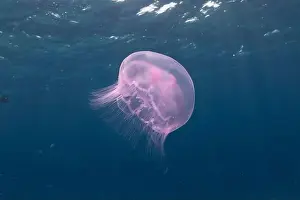 Scorpion Fish Prints: Jellyfish in the Red Sea are colorful and beautiful, Eilat Israel