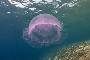 Scorpion Fish Prints: Jellyfish in the Red Sea are colorful and beautiful, Eilat Israel