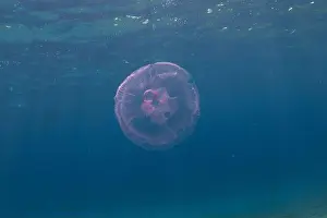 Scorpion Fish Prints: Jellyfish in the Red Sea are colorful and beautiful, Eilat Israel