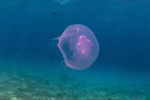 Scorpion Fish Prints: Jellyfish in the Red Sea are colorful and beautiful, Eilat Israel