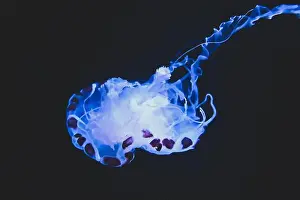 Medusa Prints: Jellyfish swim in the sea. Jellyfish floating underwater, close up