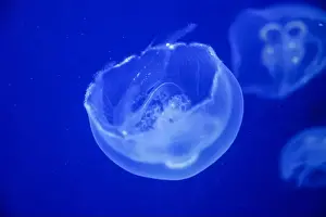 Medusa Prints: Jellyfish swim in the sea. Jellyfish floating underwater, close up