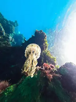 Tropical Waters Prints: Jellyfish swimming near a vibrant coral reef in clear tropical waters