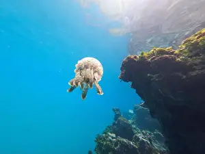 Tropical Waters Prints: Jellyfish swimming near a vibrant coral reef in clear tropical waters