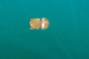 Ocean Reef Prints: Jellyfish swimming in the ocean